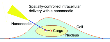 Graphical abstract: Nanoneedle: A multifunctional tool for biological studies in living cells