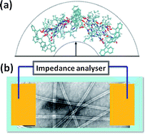 Graphical abstract: An investigation of the conductivity of peptide nanotube networks prepared by enzyme-triggered self-assembly