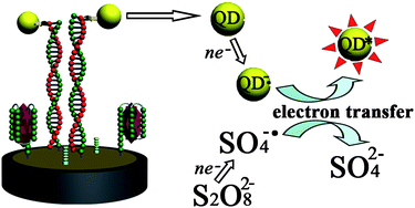 Graphical abstract: DNA aptasensor for the detection of ATP based on quantum dots electrochemiluminescence