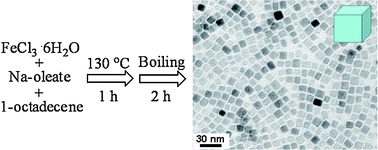Graphical abstract: Organic phase synthesis of monodisperse iron oxide nanocrystals using iron chloride as precursor