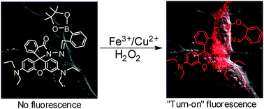 Graphical abstract: A novel profluorescent probe for detecting oxidative stress induced by metal and H2O2 in living cells