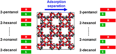 Graphical abstract: Elucidation of consistent enantioselectivity for a homologous series of chiral compounds in homochiral metal–organic frameworks