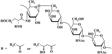 Graphical abstract: Structure of the O-antigen of Acinetobacter lwoffii EK30A; identification of d-homoserine, a novel non-sugar component of bacterial polysaccharides