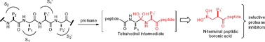 Graphical abstract: N-Terminal peptidic boronic acids selectively inhibit human ClpXP