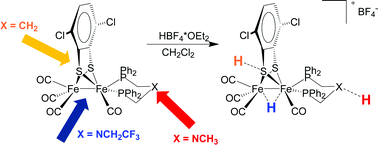Graphical abstract: Directing protonation in [FeFe] hydrogenase active site models by modifications in their second coordination sphere