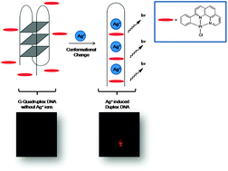 Graphical abstract: A selective G-quadruplex-based luminescent switch-on probe for the detection of nanomolar silver(i) ions in aqueous solution