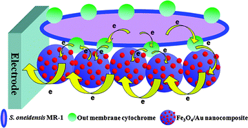 Graphical abstract: To boost c-type cytochrome wire efficiency of electrogenic bacteria with Fe3O4/Au nanocomposites
