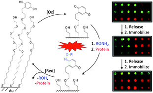 Graphical abstract: A renewable, chemoselective, and quantitative ligand density microarray for the study of biospecific interactions