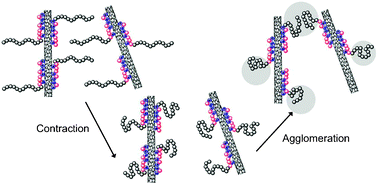Graphical abstract: Twofold pH and temperature stimuli-responsive behaviour in block copolypeptide-decorated single wall carbon nanotubes