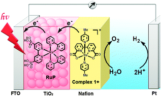 Graphical abstract: A photoelectrochemical device for visible light driven water splitting by a molecular ruthenium catalyst assembled on dye-sensitized nanostructured TiO2
