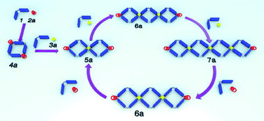 Graphical abstract: Dynamic formation of self-organized corner-connected square metallocycles by stoichiometric control