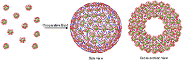 Graphical abstract: Supramolecular dendrimer capsules by cooperative binding
