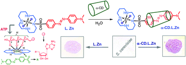 Graphical abstract: Zn(II) based colorimetric sensor for ATP and its use as a viable staining agent in pure aqueous media of pH 7.2
