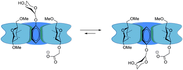 Graphical abstract: Substrate control through per-O-methylation of cyclodextrin acids