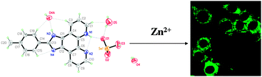 Graphical abstract: A highly selective OFF–ON fluorescent sensor for zinc in aqueous solution and living cells