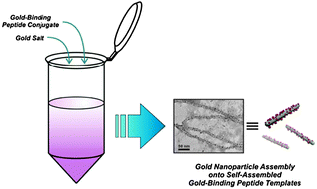 Graphical abstract: Preparation of 1-D nanoparticle superstructures with tailorable thicknesses using gold-binding peptide conjugates