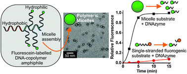 Graphical abstract: DNA–nanoparticle micelles as supramolecular fluorogenic substrates enabling catalytic signal amplification and detection by DNAzyme probes