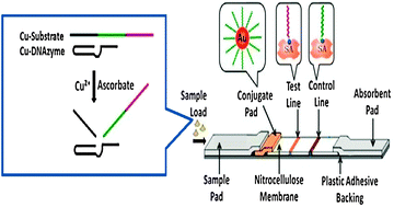 Graphical abstract: Lateral flow nucleic acid biosensor for Cu2+ detection in aqueous solution with high sensitivity and selectivity