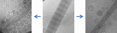 Graphical abstract: The binding of CNA35 contrast agents to collagen fibrils