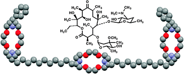 Graphical abstract: Enhancement of antimicrobial activity by synthetic ion channel synergy
