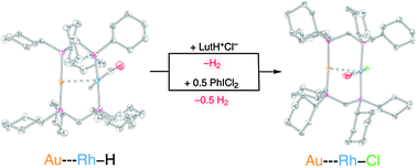 Graphical abstract: Heterobimetallic rhodium–gold halide and hydride complexes