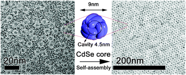 Graphical abstract: Bio-templated CdSe nanoparticle synthesis in a cage shaped protein, Listeria-Dps, and their two dimensional ordered array self-assembly
