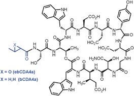 Graphical abstract: Active site modification of the β-ketoacyl-ACP synthase FabF3 of Streptomyces coelicolor affects the fatty acid chain length of the CDA lipopeptides