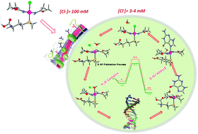 Graphical abstract: Methionine ligand selectively promotes monofunctional adducts between trans-EE platinum anticancer drug and guanine DNA base