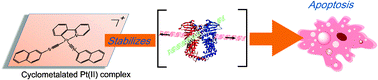 Graphical abstract: Cyclometalated platinum(ii) complexes as topoisomerase IIα poisons