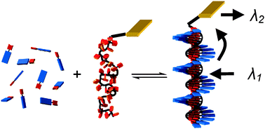 Graphical abstract: Directing energy transfer in discrete one-dimensional oligonucleotide-templated assemblies
