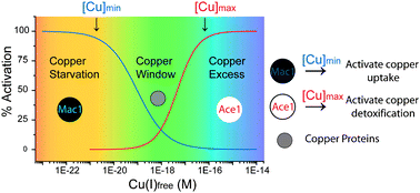 Graphical abstract: The tightly regulated copper window in yeast