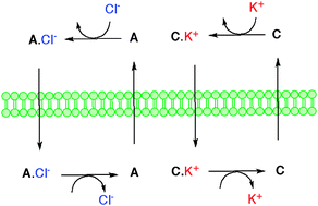 Graphical abstract: A dual host approach to transmembrane transport of salts