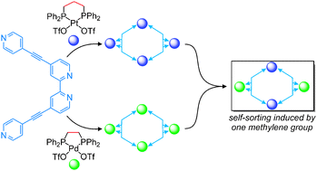 Graphical abstract: Thermodynamically controlled self-sorting of hetero-bimetallic metallo-supramolecular macrocycles: what a difference a methylene group makes!