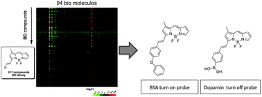 Graphical abstract: Accelerating fluorescent sensor discovery: unbiased screening of a diversity-oriented BODIPY library
