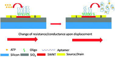 Graphical abstract: Single-walled carbon nanotubes chemiresistor aptasensors for small molecules: picomolar level detection of adenosine triphosphate