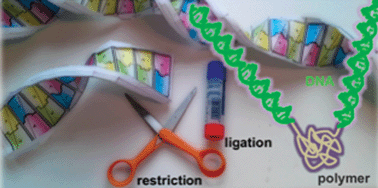 Graphical abstract: Synthesis of DNA block copolymers with extended nucleic acid segments by enzymatic ligation: cut and paste large hybrid architectures