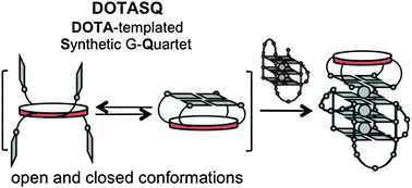 Graphical abstract: DOTASQ as a prototype of nature-inspired G-quadruplex ligand