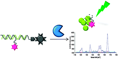 Graphical abstract: DNA detection using enzymatic signal production and SERS
