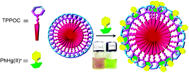 Graphical abstract: Amphiphilic porphyrin assembly as a highly selective chemosensor for organic mercury in water