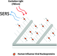 Graphical abstract: Detection of viral nucleoprotein binding to anti-influenza aptamersviaSERS