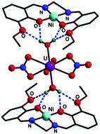 Graphical abstract: Bis(nitrate)diaquauranyl(vi) synthon to generate [1 × 2 + 1 × 1] and [1 × 1 + 1 × 1] co-crystalized 3d⋯5f self-assemblies