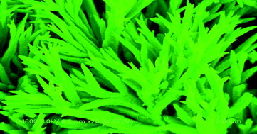 Graphical abstract: Thicket-like PbTe microstructures built up of plentiful nanoflakes: a facile preparation, characterization and influencing factors