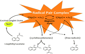 Graphical abstract: Photochemical primary process of photo-Fries rearrangement reaction of 1-naphthyl acetate as studied by MFE probe