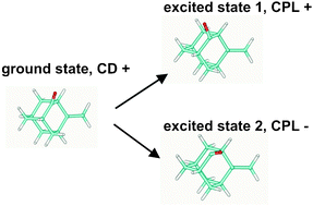 Graphical abstract: The optical activity of β,γ-enones in ground and excited states using circular dichroism and circularly polarized luminescence