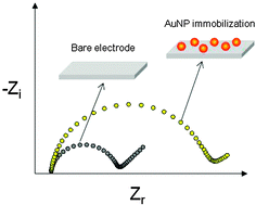 Graphical abstract: Influence of gold nanoparticle size (2–50 nm) upon its electrochemical behavior: an electrochemical impedance spectroscopic and voltammetric study