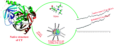 Graphical abstract: Activity and stability of α-chymotrypsin in biocompatible ionic liquids: enzyme refolding by triethyl ammonium acetate