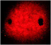 Graphical abstract: Direct assay of electropermeabilization in a 2D pseudo tissue
