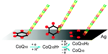Graphical abstract: In situ surface-enhanced Raman scattering and X-ray photoelectron spectroscopic investigation of coenzyme Q10 on silver electrode