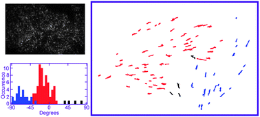 Graphical abstract: Trajectory angle determination in one dimensional single molecule tracking data by orthogonal regression analysis