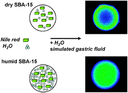 Graphical abstract: Molecular organization of hydrophobic molecules and co-adsorbed water in SBA-15 ordered mesoporous silica material